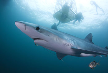 Snappa Fishing and Diving Charters